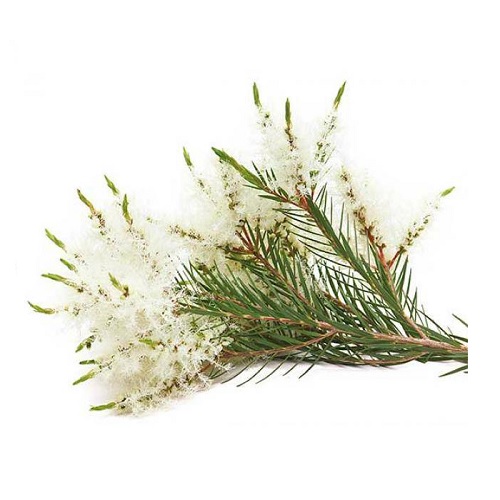 Ess-Teatree