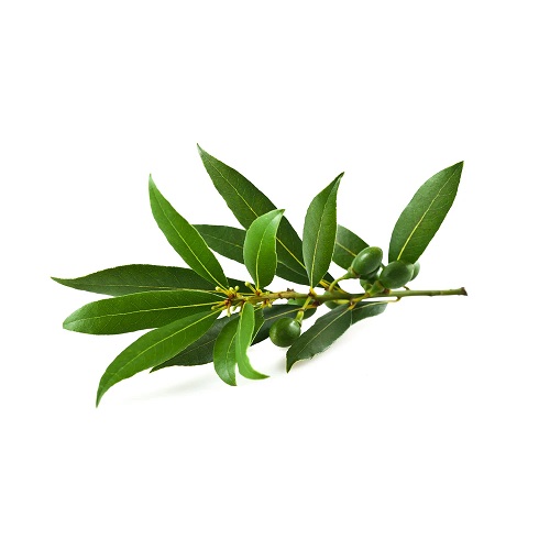 Ess-Laurel