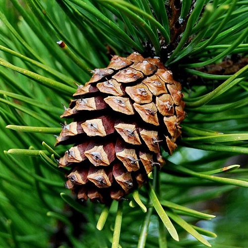 ess-pine