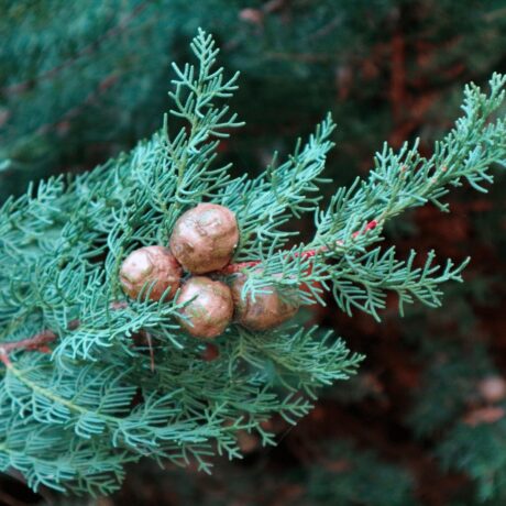 Ess-Cypress.jpg