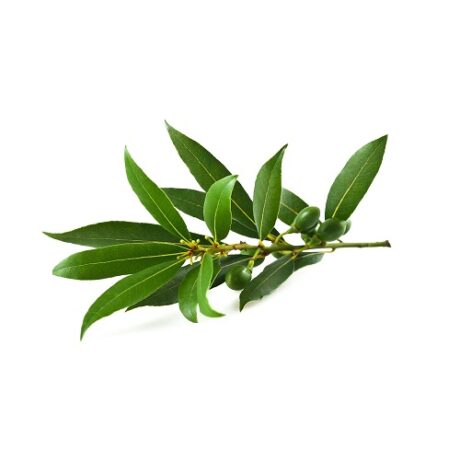 Ess-Laurel.jpg