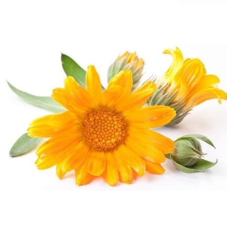 Oil-Calendula.jpg