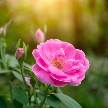 τριαντάφυλλο (1)